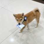 venda Shiba inu com LOP