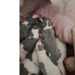 Whippet Filhotes  Machos E Fmeas, Lindos
