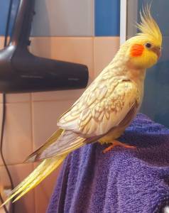 Caturra perdida hoje em Melides