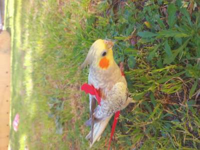 Caturra perdida hoje em Melides