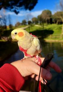 Caturra perdida hoje em Melides