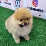 Spitz Alemo Lulu Da Pomernia Ano Macho - Pedigree Cbkc - 12x Sem Juros Envio Gratis