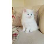 Filhotes de Gato Persa Macho e Fmea com Pedigree