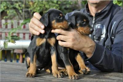 Excelente ninhada de cachorros Doberman