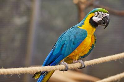 Arara ararauna azul e amarela bbes documentos