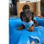 Dauchshund