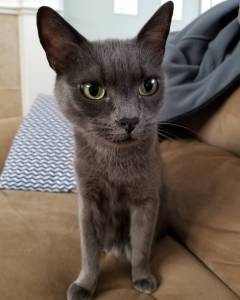 Gatinhos Korat dispon�veis