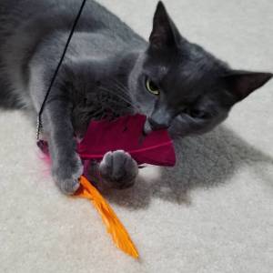 Gatinhos Korat dispon�veis