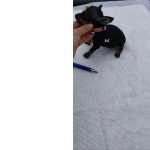 Belssimos Bebs Pinscher De Procedncia,leia