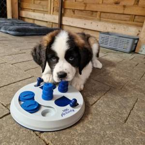 excelente qualidade S�o Bernardo