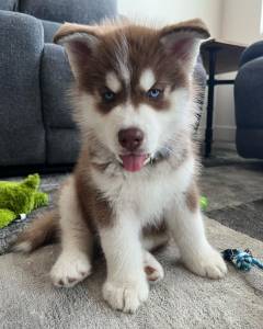Fantstico Husky siberiano