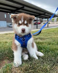 Fantstico Husky siberiano