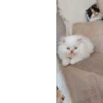 Gatinho Persa