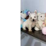 Wester Terrier