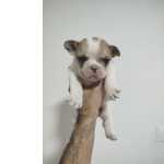 Bulldog Francs