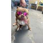 American Bully Pocket Com Pedigre (cobertura)