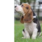 Beagle Filhotinhos Macho E Fmea - Disponvel Entrega Imediata