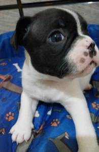 Bulldog Francs Macho Filhote