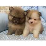Lulu Da Pomerania Macho E Femea Disponivel