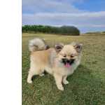 Filhote Spitz Alemo Cinza Lulu Da Pomernia Macho