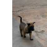 Filhote De Pastor Belga Da Malinois