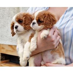 Cavalier King Charles Spaniel