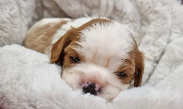 Cavalier King Charles Spaniel