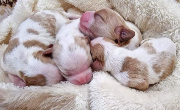 Cavalier King Charles Spaniel