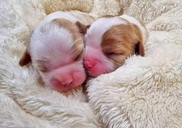 Cavalier King Charles Spaniel