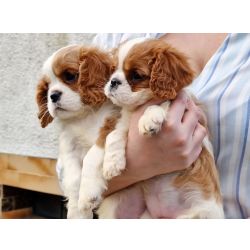 Cavalier King Charles Spaniel