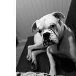 Doao Cachorro Boxer