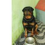 Rottweiler P Cruzar