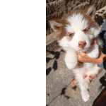 Husky Siberiano Com Registro Pedigree