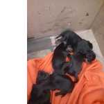 Pinscher