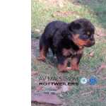 Filhotes De Rottweiler, Gentica Com O Que Existe De Melhor No Brasil E Europa!