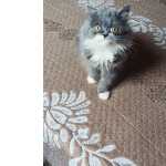Linda Gata Persa a venda