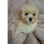 Filhote De Poodle Mini