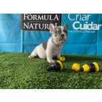Filhote De Bulldog Francs Lilac And Tam Mais Detalhes Na Descrio.