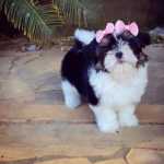 Shihtzu Filhotes Com Pedigree