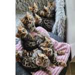 Bengal - Lindos Filhotes Com Garantia De Vida E Sade
