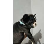 Bulldog Francs Macho Tigrado