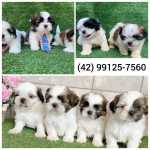 Shihtzu Macho E Fmea Vacinados Lindos Filhotinhos