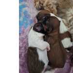 Filhote De Lhasa Apso