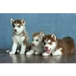Husky Siberiano