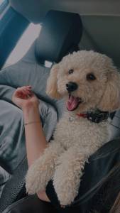 Caniche Toy procura Namorada