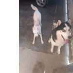Doao De Casal De Husky