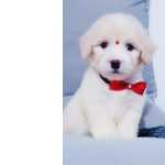 Filhote De Poodle Toy Machinho