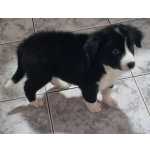 Filhote De Border Collie Disponvel.