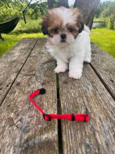 Shih-tzu