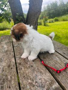 Shih-tzu